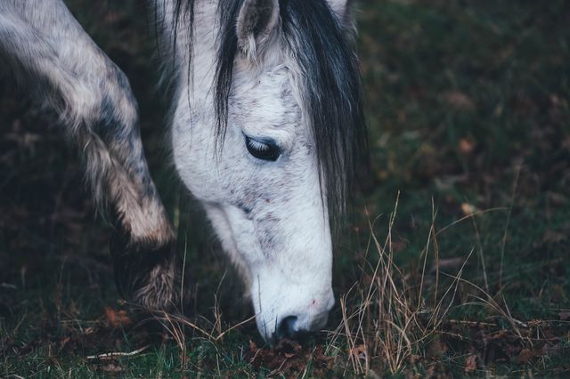 Close-up of white horse grazing in field - Download Free Stock Photos Pikwizard.com
