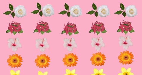 Colorful Variety of Flowers on Pink Background