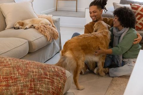 Couple cuddling golden retriever at home while puppy sleeping on sofa