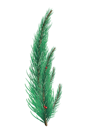 transparent fir tree branch isolated on white background - Download Free Stock Videos Pikwizard.com