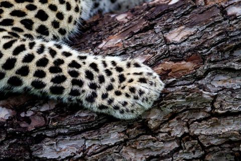 Leopard paw resting on tree bark showing spotted fur texture and camouflage detail