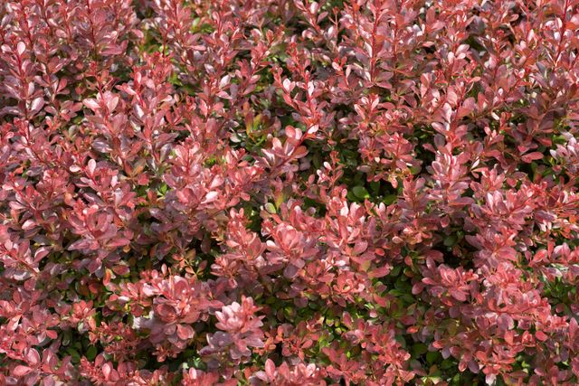 Dense bush of red and pink foliage illuminated by bright sunlight creating vivid texture and colors. Ideal for use in botanical studies, garden design, background images for nature-themed content, or for adding vibrant, natural textures to any project.