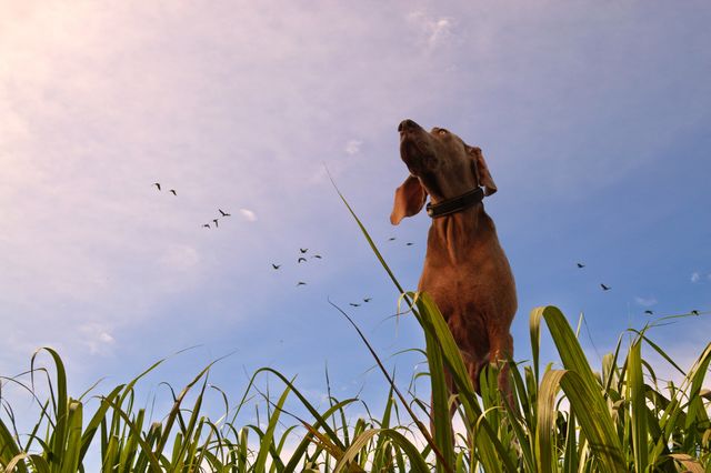 Dog standing in tall grass under clear blue sky with flock of birds flying in background, conveying a sense of peace and happiness. Ideal for pet care advertisements, nature-themed content, and promoting outdoor activities. Can be used in blogs, websites, and social media posts focused on animals, nature, and wellbeing.