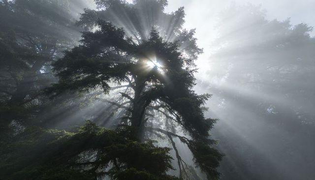Dramatic sunbeams piercing mist through evergreen canopy in mossy coniferous forest, dawn