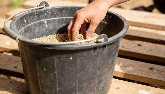 Farm hand scooping dry pellets from black plastic bucket on wooden pallet in sunlight