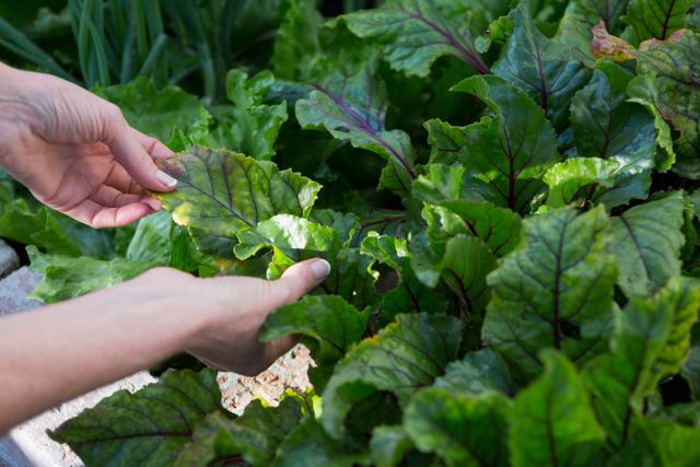 Woman examining leafy vegetables in garden