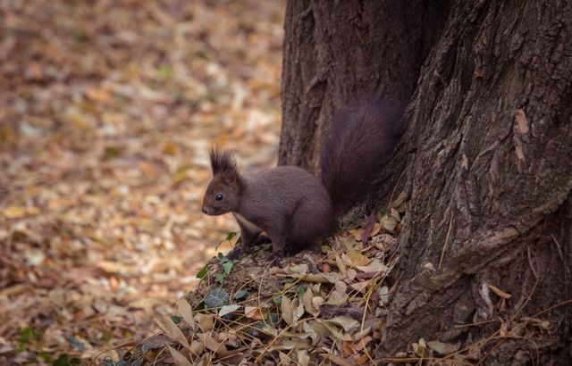 Squirrel is standing beside a tree trunk surrounded by autumn leaves in a forest. Ideal for nature stories, wildlife enthusiasts, presentation slides on environmental themes, and outdoor adventure promotions. Highlights the beauty of wildlife in its natural habitat.