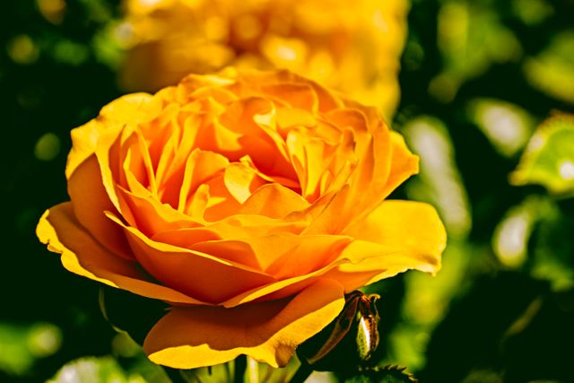 Vibrant Yellow Rose Blooming in Sunlight - Download Free Stock Photos Pikwizard.com