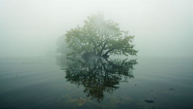 Solitary Tree in Mist Reflecting on Serene Lake Water