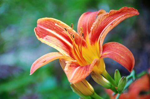 Vibrant Orange Daylily Blooming with Golden Yellow Throat Close-up on Soft Green Bokeh