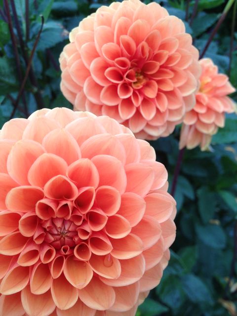 Orange dahlia flowers blooming vividly with intricate petal detail. Could be used for garden-themed projects, floral designs, botanical illustrations, or natural beauty promotions.
