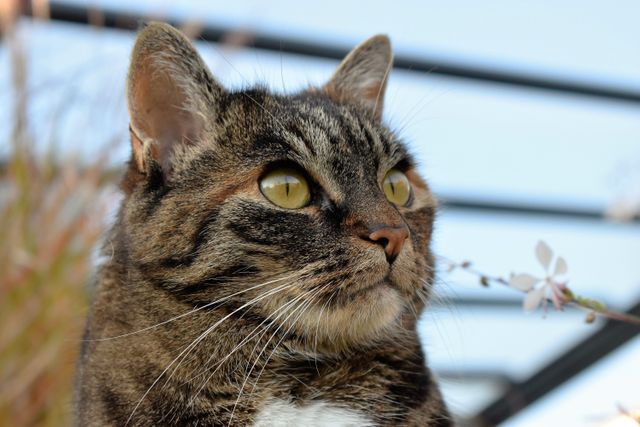 Close-up of a tabby cat with bright yellow eyes looking alert in an outdoor setting. Whiskers are prominently seen, with blurred natural background. Perfect for pet care advertisements, animal blogs, and nature-related publications.