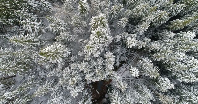 Aerial of pine trees covered with snow during winter 4k