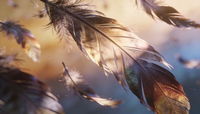 Sunlit iridescent feathers drifting through golden-hour bokeh with floating dust motes