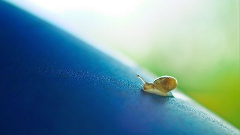 Tiny snail crawling on blue surface in macro photography
