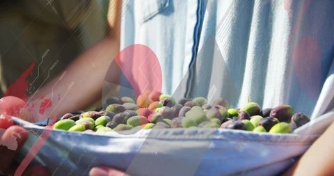 Rustic olive harvesting by teamwork in a sunny orchard