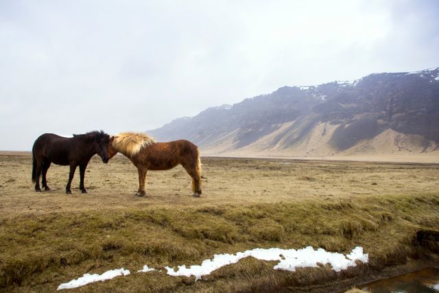 Two horses standing close, touching noses, in a vast open field with a backdrop of snow-capped mountains. Ideal for themes of nature, wildlife, rural life, or peaceful landscapes. Perfect for use in environmental, equestrian, or travel-related content.