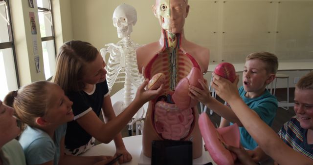 Children Learning Human Anatomy with Medical Models in Classroom - Download Free Stock Images Pikwizard.com