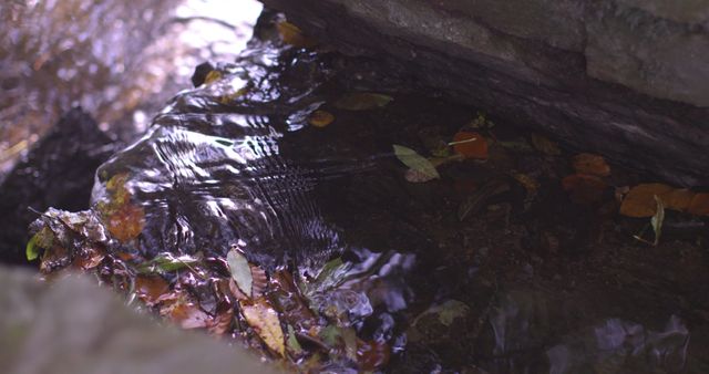 Water flowing in a little stream in a forest - Download Free Stock Photos Pikwizard.com