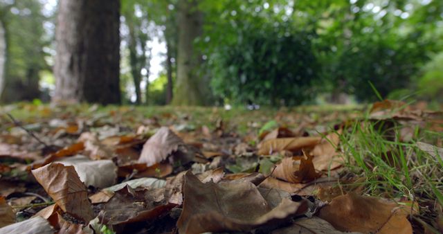 Close-up view of fallen leaves covering ground in forest. Image highlights nature's autumn transition with dry leaves, green grass, and trees. Perfect for use in environmental projects, articles about seasons, and illustrations for nature-related content.