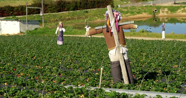 Scarecrows standing in a lush green field of growing crops near water. Ideal for use in articles about traditional farming, agricultural practices, scarecrow necessity, or rural life. Also perfect for illustrating concepts of crop protection and community farming.