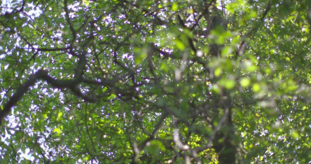 Abstract View of Sunlit Forest Canopy - Download Free Stock Images Pikwizard.com