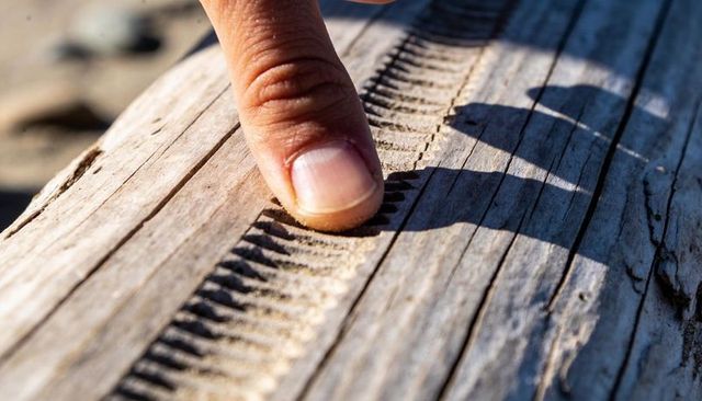 Pressing finger tracing serrated groove on weathered driftwood plank casting shadow