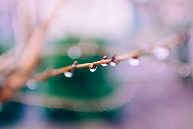 Close-Up of Dew Drops on Tree Branch with Soft Focus Background - Download Free Stock Photos Pikwizard.com