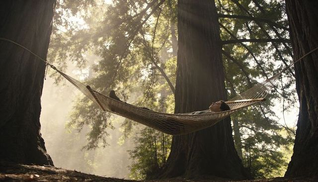 Man relaxing in woven hammock among sunlit old-growth redwoods morning calm