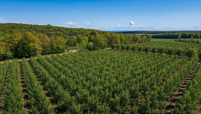Aerial View of Vast Orchard and Rolling Hills
