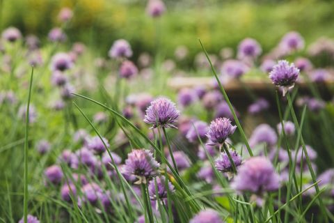 Purple Chive Blossoms Blooming in Herb Garden with Soft Green Bokeh Background