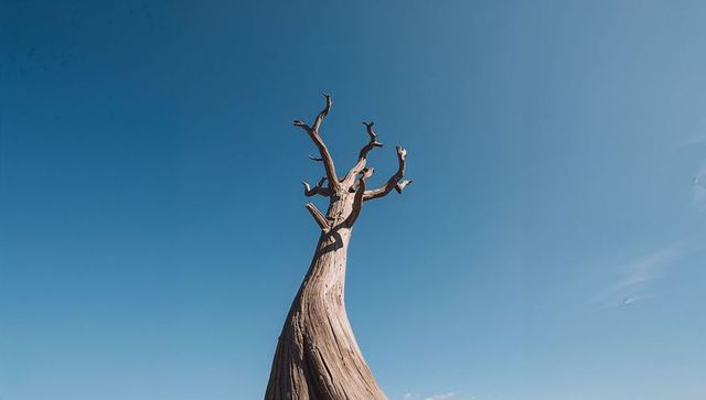 Twisted solitary dead tree reaching into clear blue sky minimalist vertical silhouette