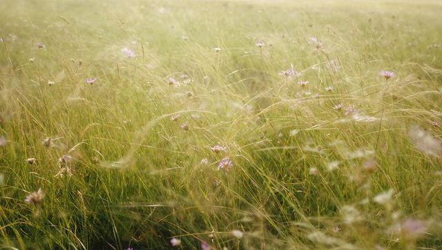 Sunlit Meadow with Swaying Grasses and Purple Wildflowers