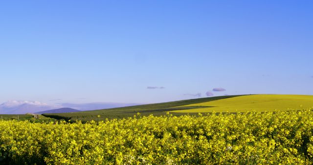 Vibrant yellow flowers blanket the rolling hills under a clear blue sky, with copy space. This picturesque landscape captures the beauty of nature in full bloom.
