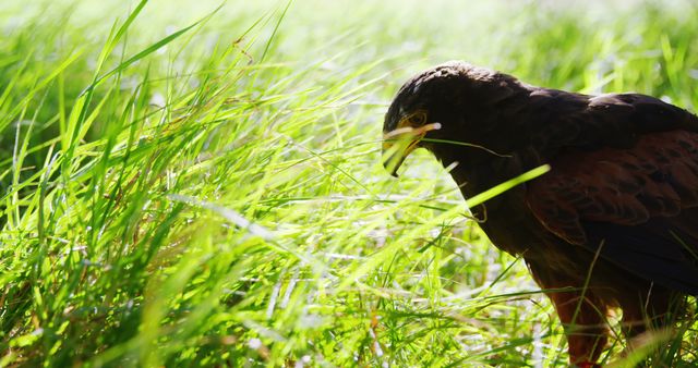 A majestic hawk is perched in a field of tall green grass, bathed in sunlight, with copy space. Its sharp gaze and the vibrant natural setting emphasize the beauty and power of wildlife.