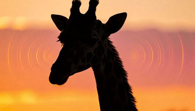 Standing giraffe raising neck at sunset silhouette with warm gradient and lens rings
