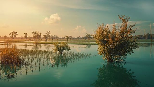 Serene sunset over flooded rice fields with tree reflections