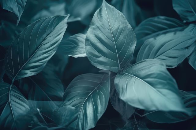 Moody closeup of lush green leaves showcasing intricate vein patterns under dramatic lighting. Perfect for backgrounds, environmental themes, wellness and relaxation concepts, and nature-inspired designs.