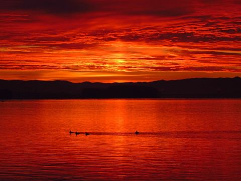 Ducks Gliding Across Fiery Red Sunset Lake with Dramatic Cloud Reflection on Water