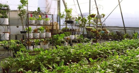 Lush Greenhouse Filled with Seedlings and Potted Plants