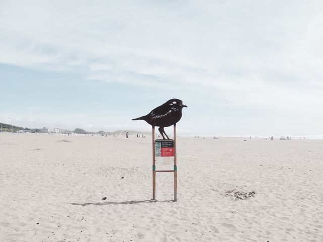 Large Bird Silhouette Sculpture on Sandy Beach Under Clear Sky - Download Free Stock Photos Pikwizard.com