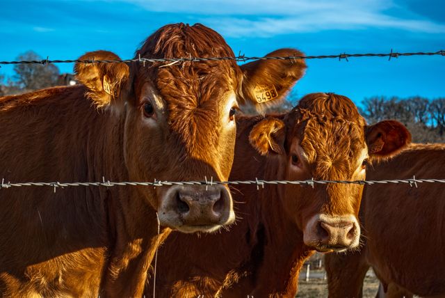 Two cows standing close together behind a barbed wire fence on a farm, illustrating farming and livestock management. Can be used for agricultural articles, rural lifestyle presentations, or educational material on livestock care.