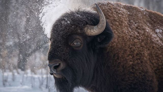 Closeup american bison shaking snow from head, snow-dusted coat in winter forest
