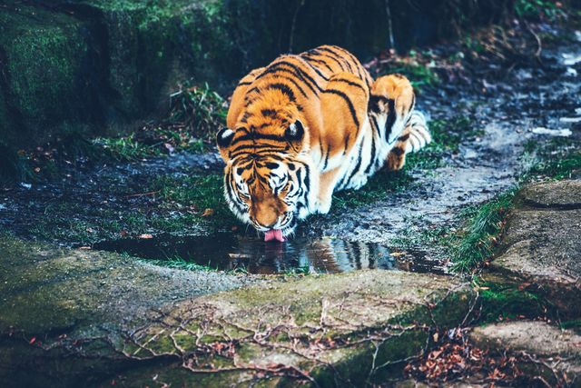 Majestic tiger drinking water from a forest stream. Ideal for use in wildlife photography presentations, nature articles, animal protection campaigns, and educational resources. Captures beauty and essence of wild animals in their natural habitat.