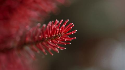 Crimson tubular flower spike macro closeup revealing pollen droplets and soft bokeh