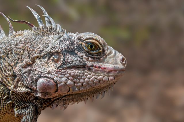 This detailed close-up of an iguana can be used for educational materials about reptiles, nature blogs, wildlife documentaries, or any content related to exotic pets. The intricate texture of its skin and the clarity of its eye offer an aesthetically compelling and informative visual.