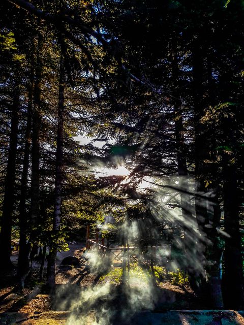Sunlight Filtering Through Dense Pine Forest with Gentle Morning Mist - Download Free Stock Photos Pikwizard.com