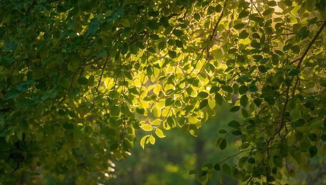 Sunlight filtering through green leaves creating dappled canopy glow and soft bokeh