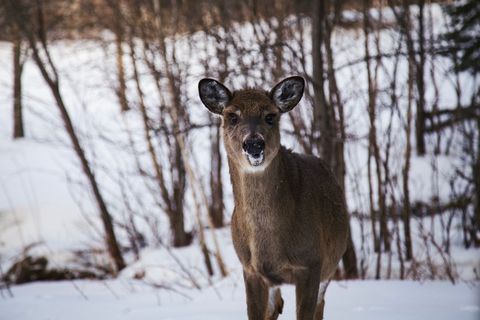Curious doe standing in snowy forest looking toward camera with snow on nose, winter coat