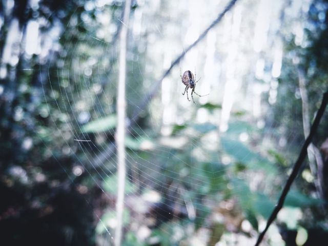 Close-up image of a spider on its web in a green forest. Suitable for use in articles about wildlife, nature photography, ecosystems, and educational content about spiders and their habitats.